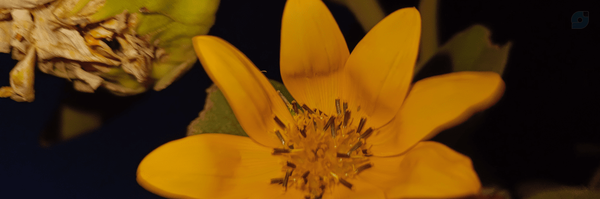 ‌I'm چای‌'s header picture