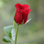 Profile picture of ‌مهدی‌
