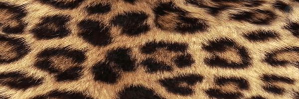 ‌Blondie‌'s header picture