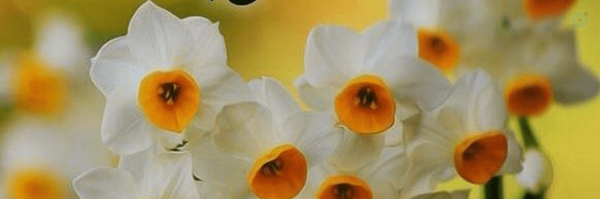 ‌سلما رحمانی‌'s header picture