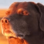 Profile picture of ‌آقای وی پی آن (DD)‌