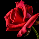 Profile picture of ‌مهدی‌