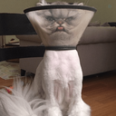 Profile picture of ‌Dehydrated Deploym‌