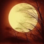 Profile picture of ‌ر - ح رشنو‌