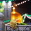 Profile picture of ‌الناز رضایی نژاد‌