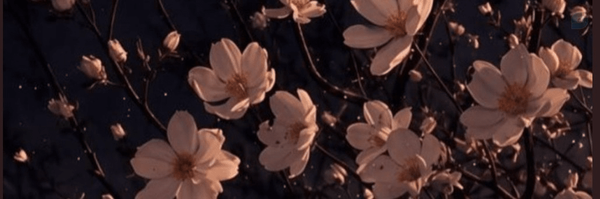 ‌حلماخانوم‌'s header picture