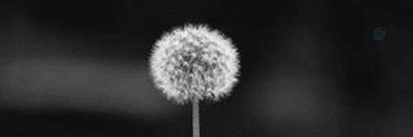 ‌𝓡𝓲𝓶𝓪🕊️‌'s header picture