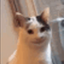 Profile picture of ‌shrek‌