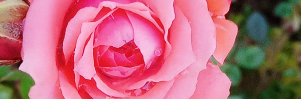 ‌Ahoura‌'s header picture