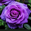 Profile picture of ‌زهرا سادات‌
