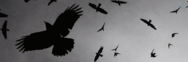 ‌Cicatrix‌'s header picture