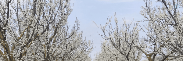 ‌Arvyn'm‌'s header picture