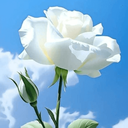 Profile picture of ‌🇮🇷🇮🇷شکیب🇮🇷🇮🇷‌
