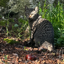 Profile picture of ‌شبزي‌