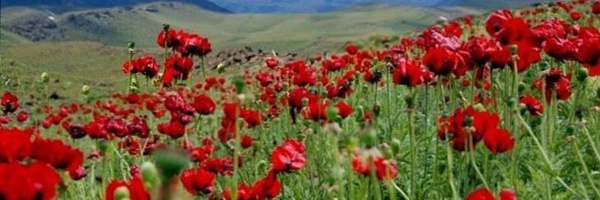 ‌پسر خمینی‌'s header picture