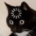 Profile picture of ‌Confused Cat #internet‌