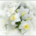 Profile picture of ‌منیره پرند‌