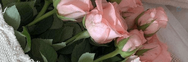 ‌Sisi‌'s header picture