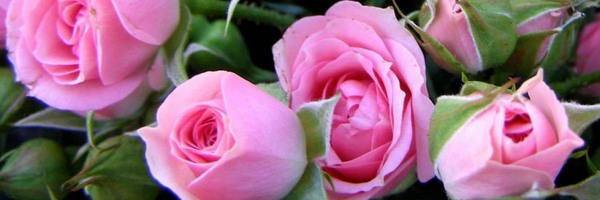 ‌سما عابدی‌'s header picture