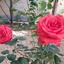 Profile picture of ‌جواد طالبی‌