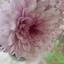 Profile picture of ‌فرنوش زهرا‌