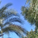 Profile picture of ‌دخترِ شیرین بهار‌