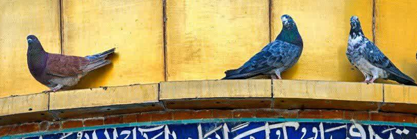 ‌مهدی‌'s header picture