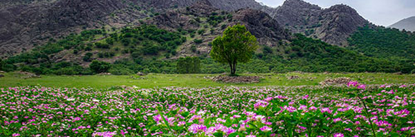 ‌سعیده جعفری‌'s header picture