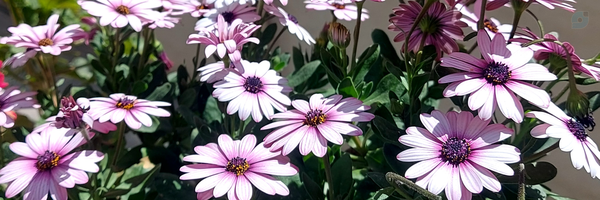 ‌ته تغاری 🐥🎀‌'s header picture
