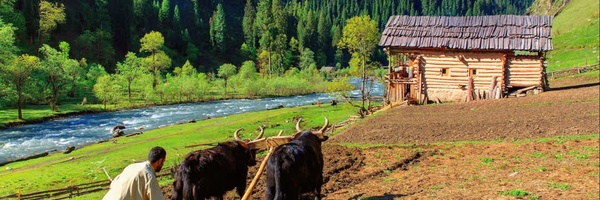 ‌پویا امیری‌'s header picture