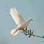 Profile picture of ‌S🕊T‌