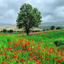 Profile picture of ‌shokri‌