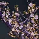 Profile picture of ‌نرگس جهان گشته‌