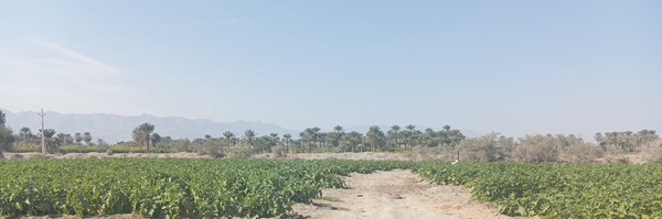 ‌همانا انسان را در سختی آفریدیم‌'s header picture
