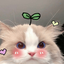Profile picture of ‌🐈‍⬛DARYA‌