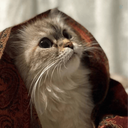 Profile picture of ‌𝑺𝒂𝒉𝒆𝒍‌