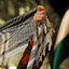 Profile picture of ‌فاطمه‌ی صالح‌