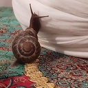Profile picture of ‌حمیدرضا باقری‌