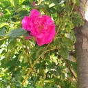 Profile picture of ‌معصومه سیدقمی‌