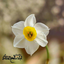 Profile picture of ‌سلام‌