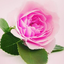 Profile picture of ‌زینب عبادی‌