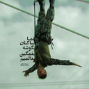 Profile picture of ‌عمار سامانی‌