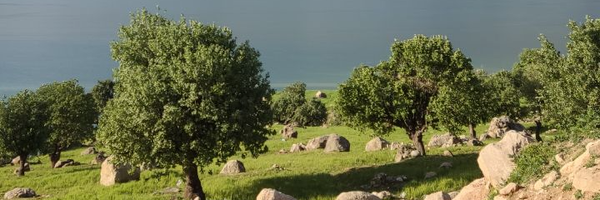 ‌امیر شفیعی‌'s header picture