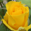 Profile picture of ‌GOLE ROZE‌