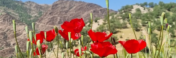 ‌محمد مقدسی‌'s header picture