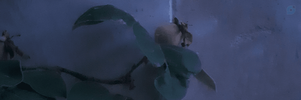 ‌ایزدپناه‌'s header picture