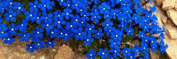 ‌غدير البوني‌'s header picture