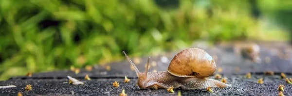 ‌گیل راب🐌‌'s header picture