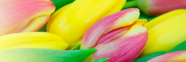 ‌مهر دل‌'s header picture
