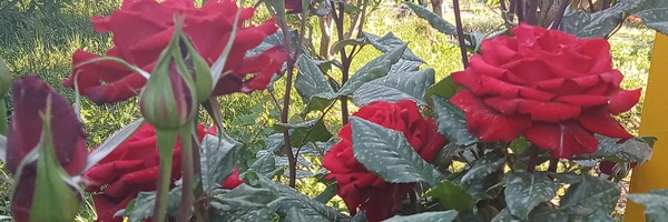 ‌ابوالفضل ابراهیمی‌'s header picture